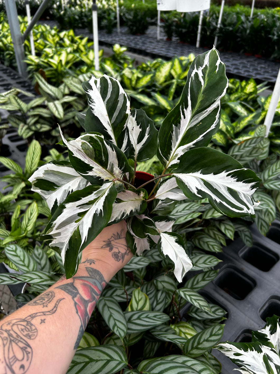 Calathea Stella