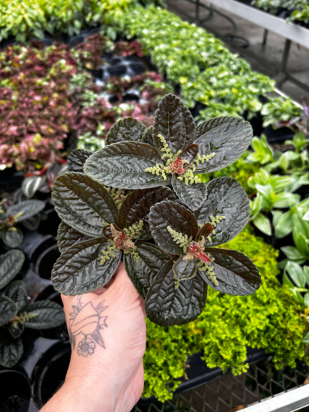 Chocolate Pilea