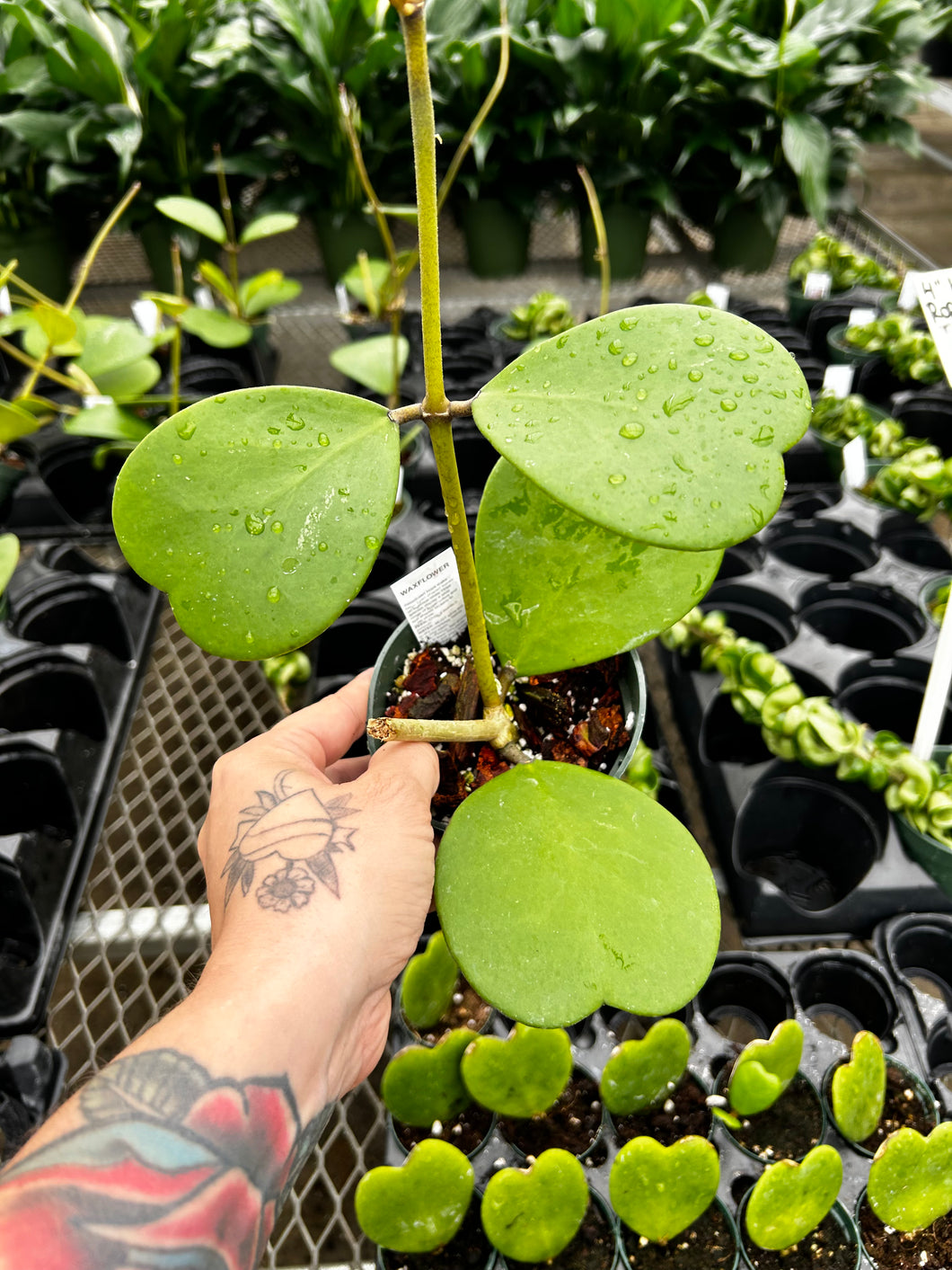 Hoya Kerii 4”