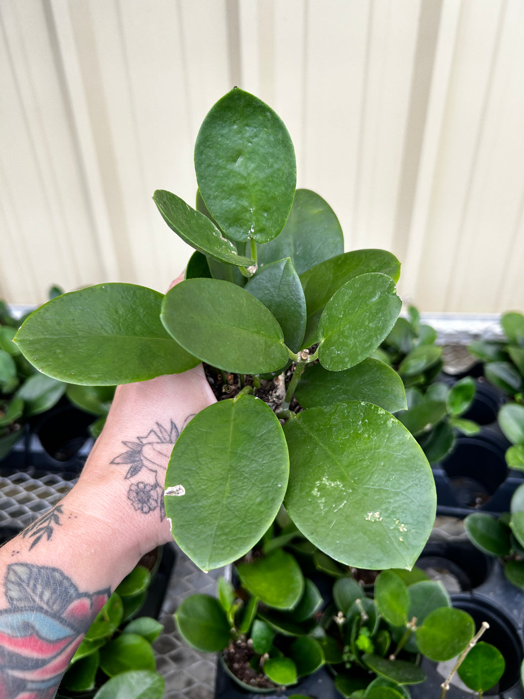 Hoya Australis