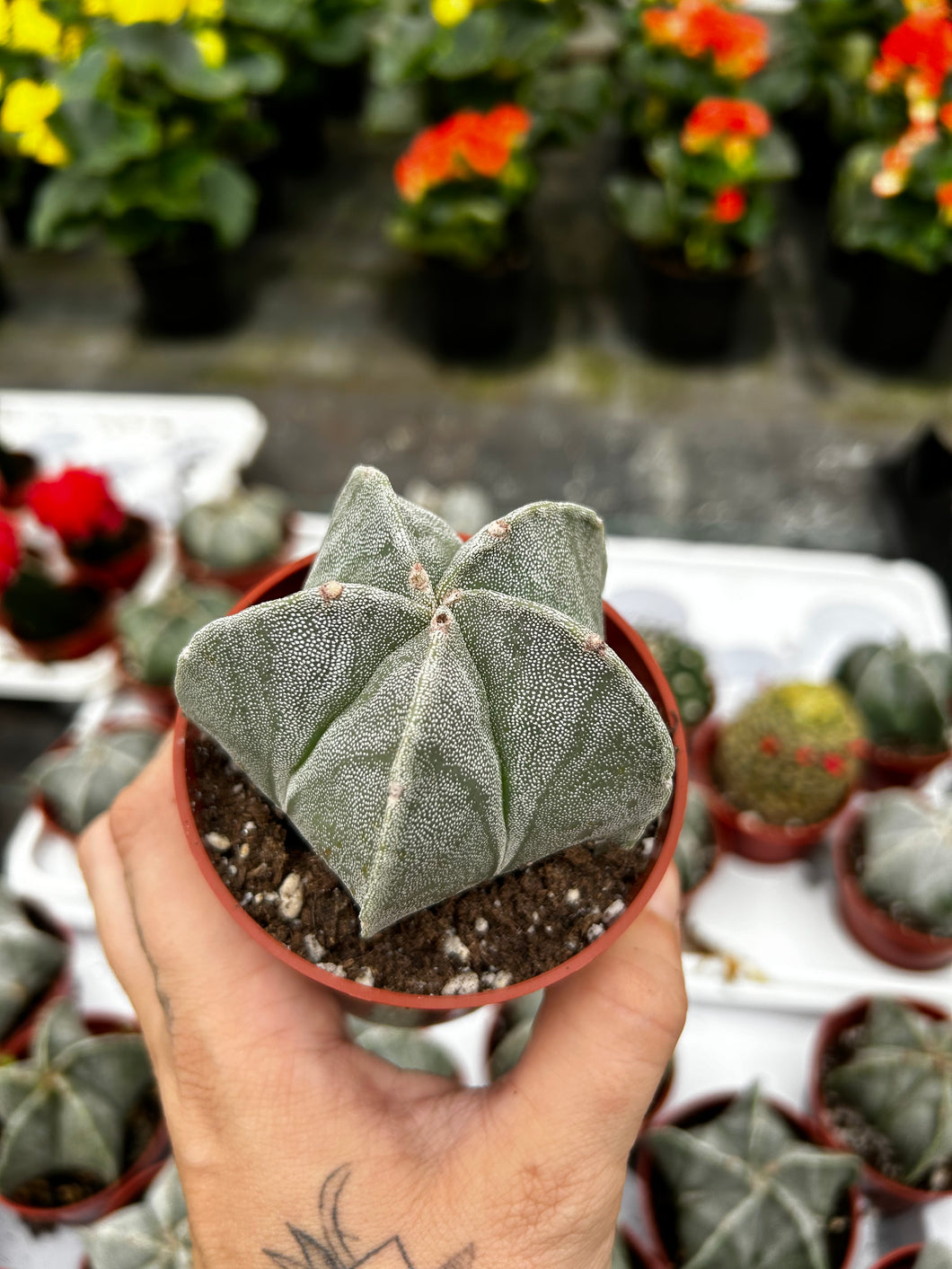 Bishops Cap Cactus