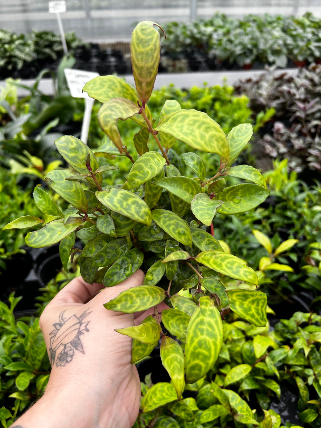 Black Pagoda Lipstick Plant