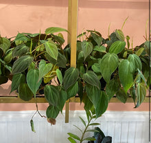 Load image into Gallery viewer, Philodendron Micans
