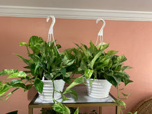 Load image into Gallery viewer, Marble Queen Pothos
