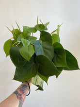 Load image into Gallery viewer, Philodendron Heartleaf
